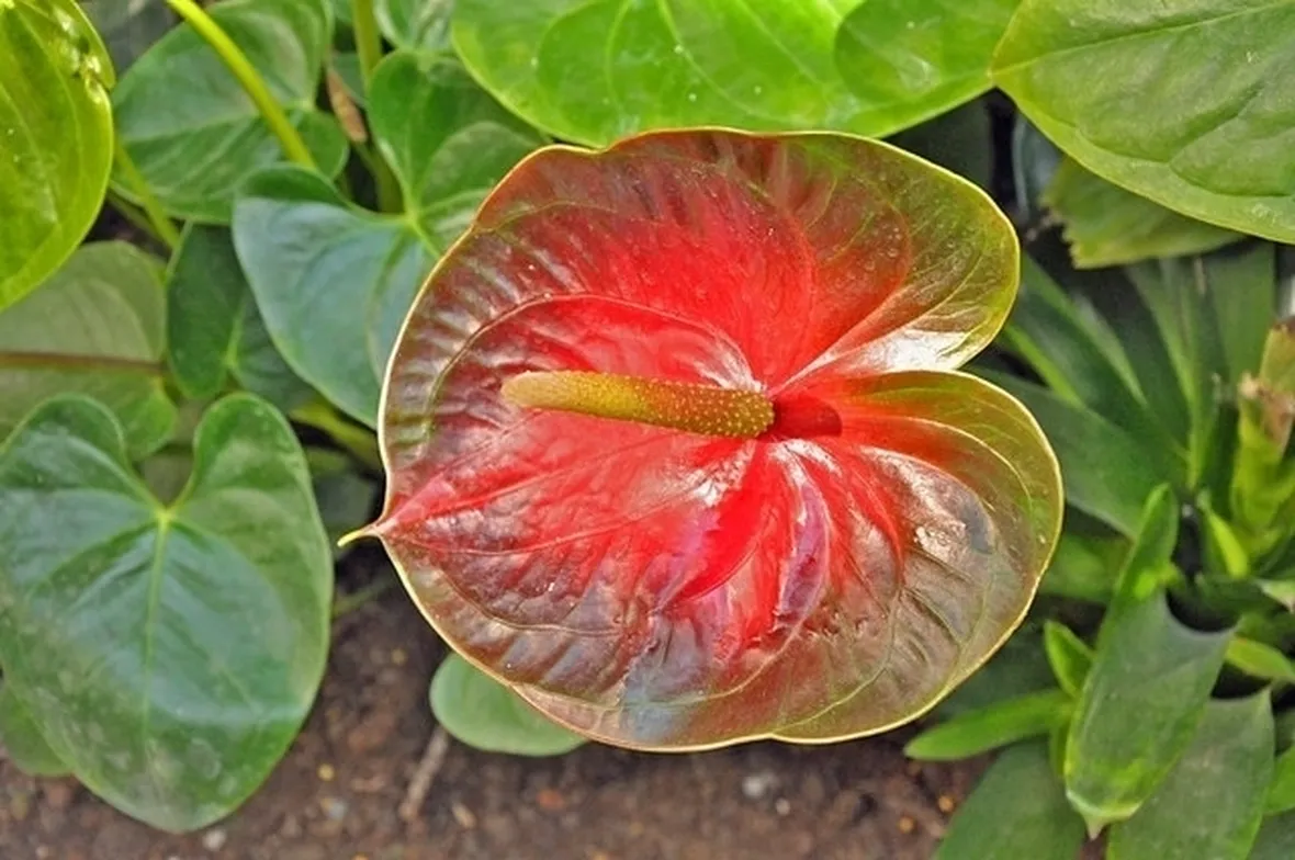 mazzo funebre con anthurium