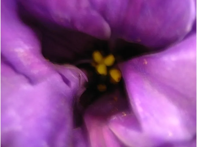 mazzo funebre di calle e lisianthus