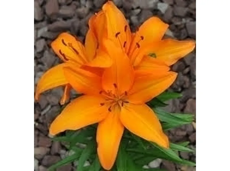 mazzo funebre di lilium