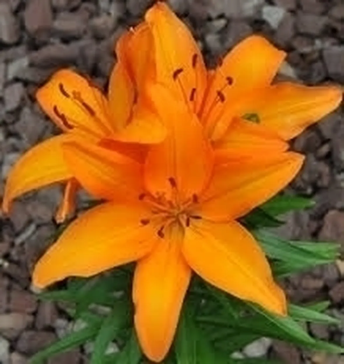 mazzo funebre di lilium