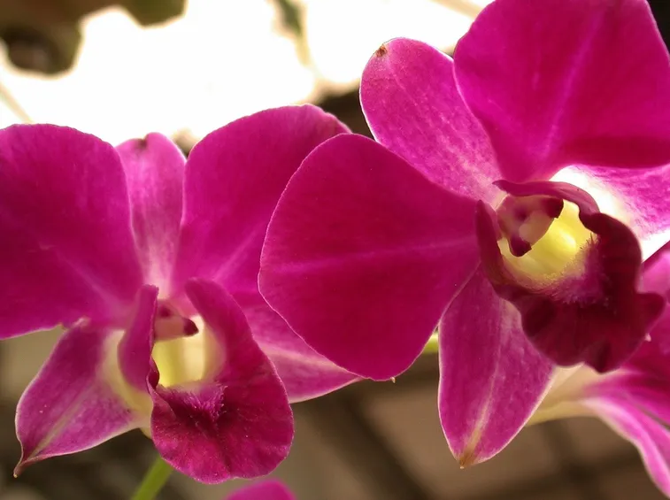 mazzo funebre di orchidee