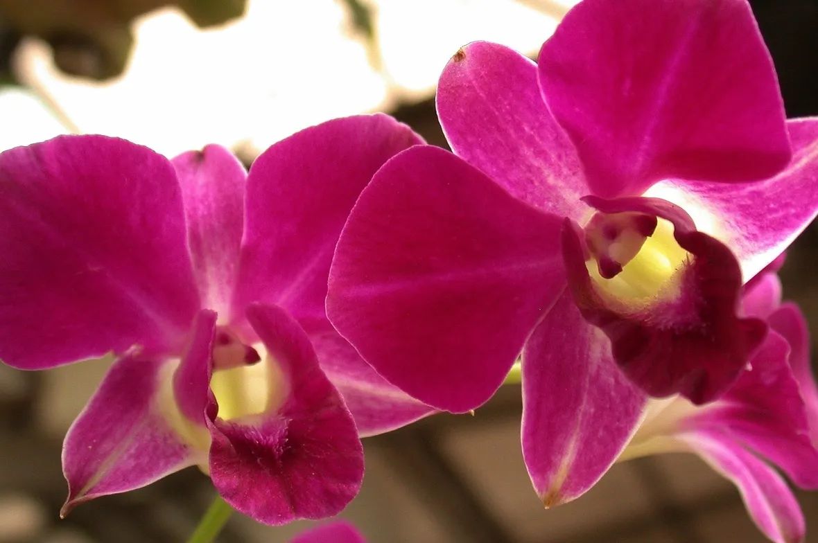 mazzo funebre di orchidee