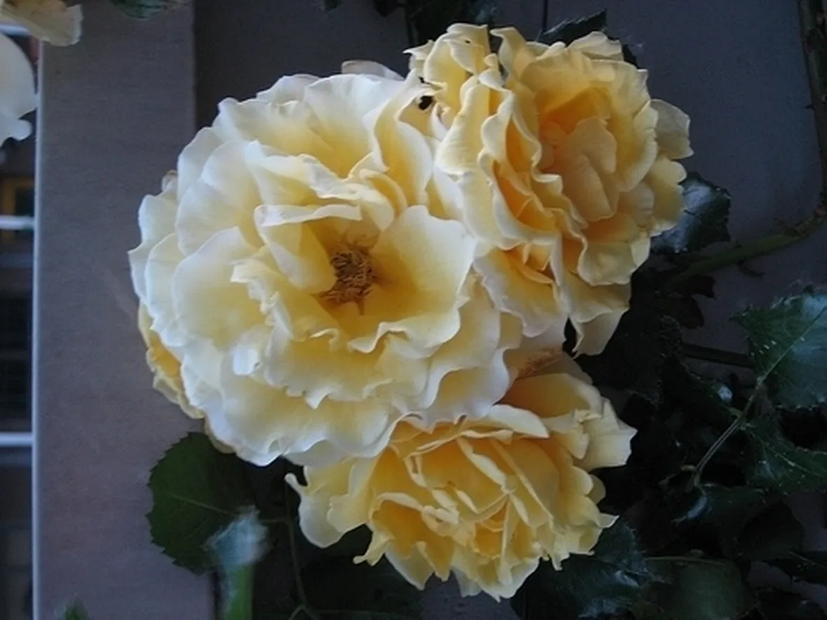 mazzo funebre di rose gialle