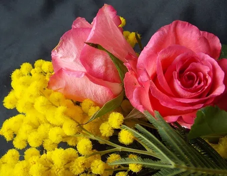 mimosa con rose