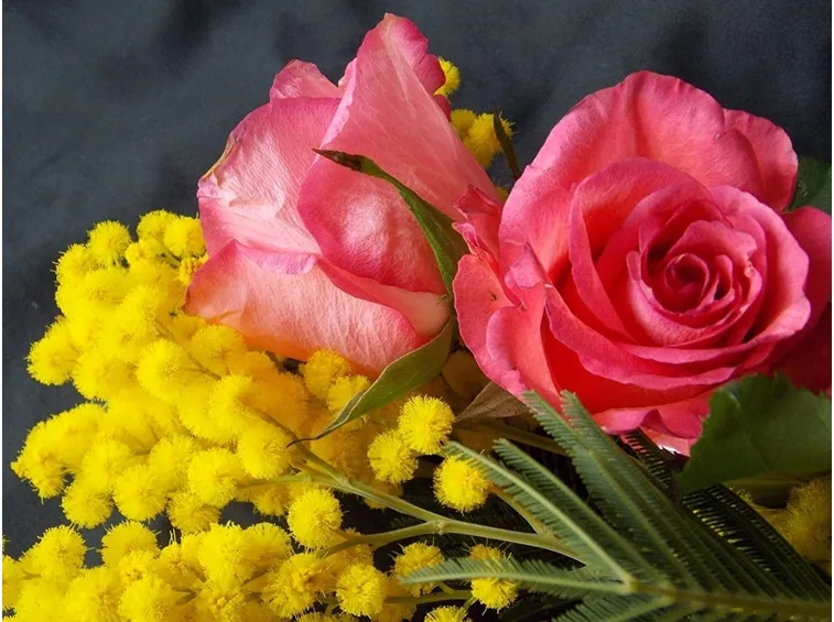 mimosa con rose