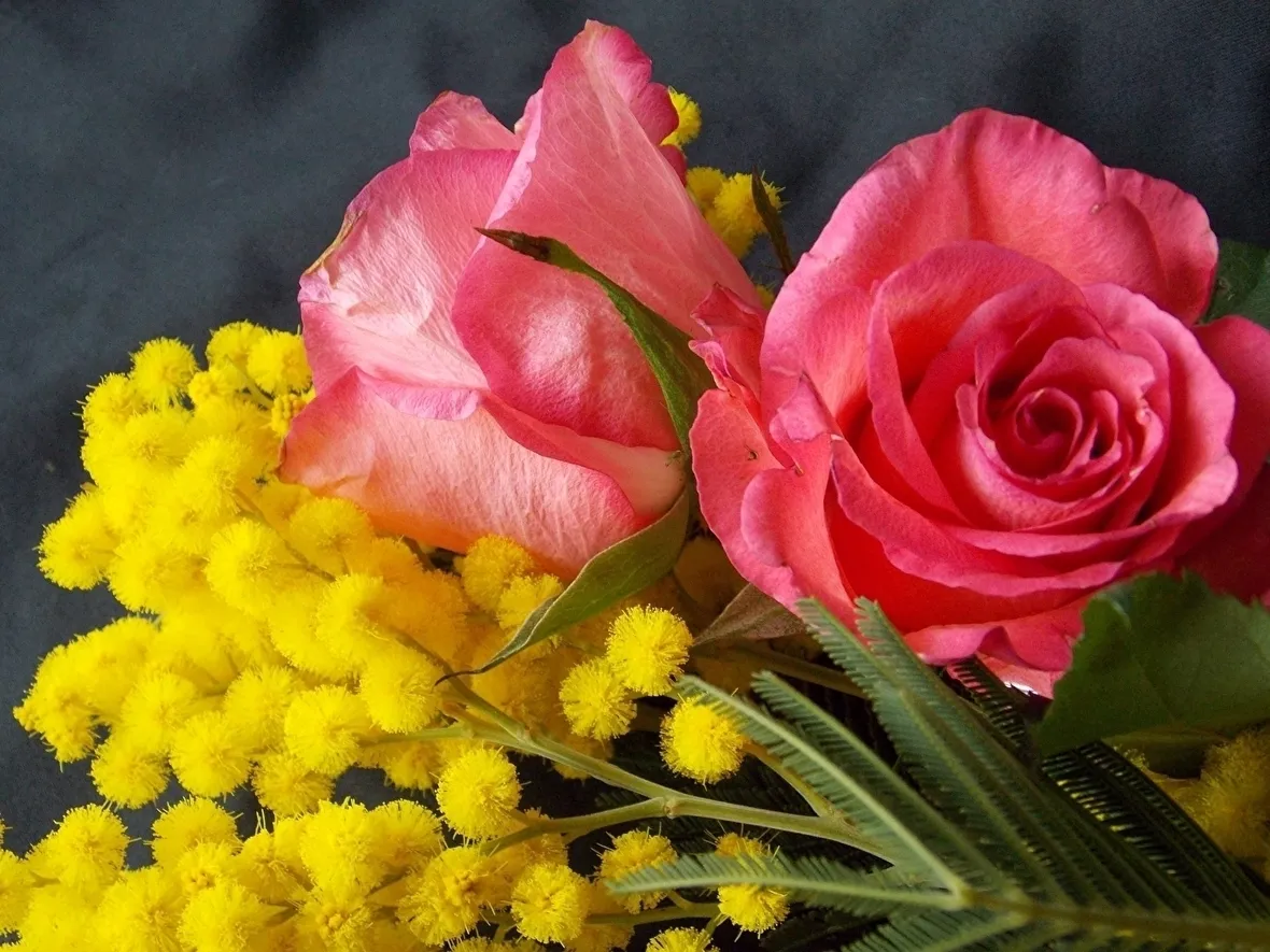 mimosa con rose