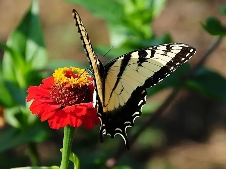 mimosa e orchidea