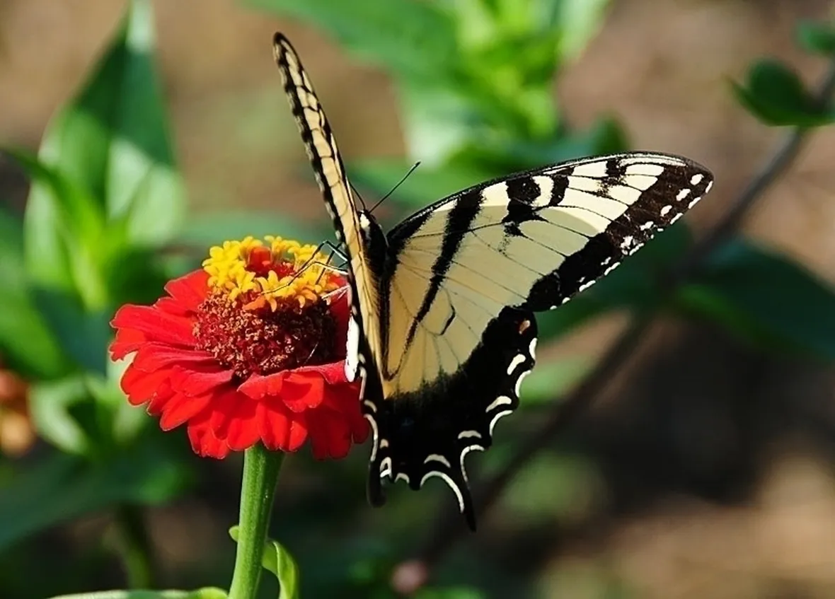 mimosa e orchidea