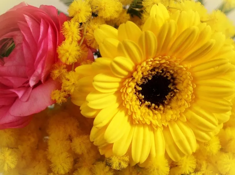mimosa e ranuncoli
