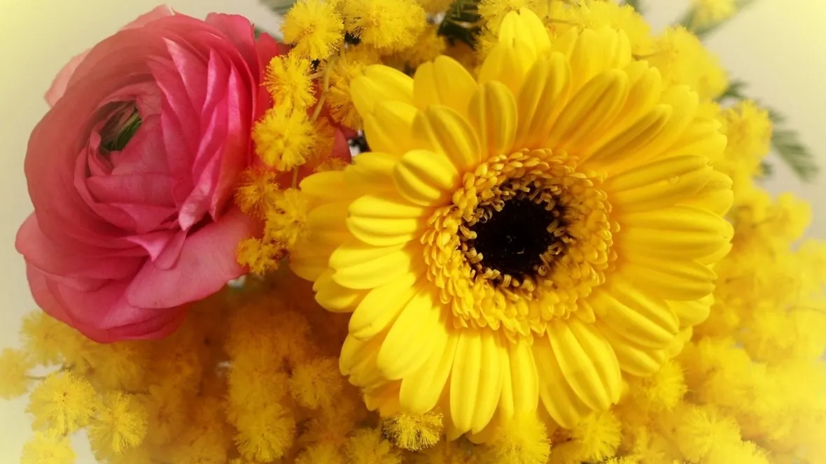 mimosa e ranuncoli