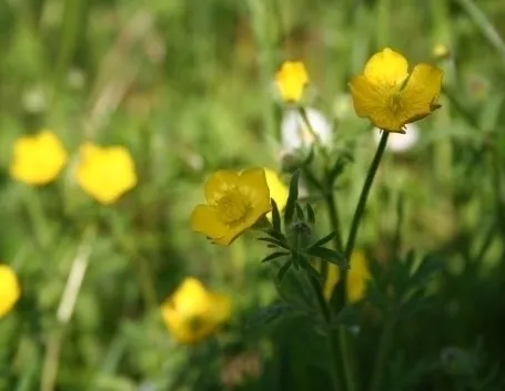 mimosa e ranuncoli
