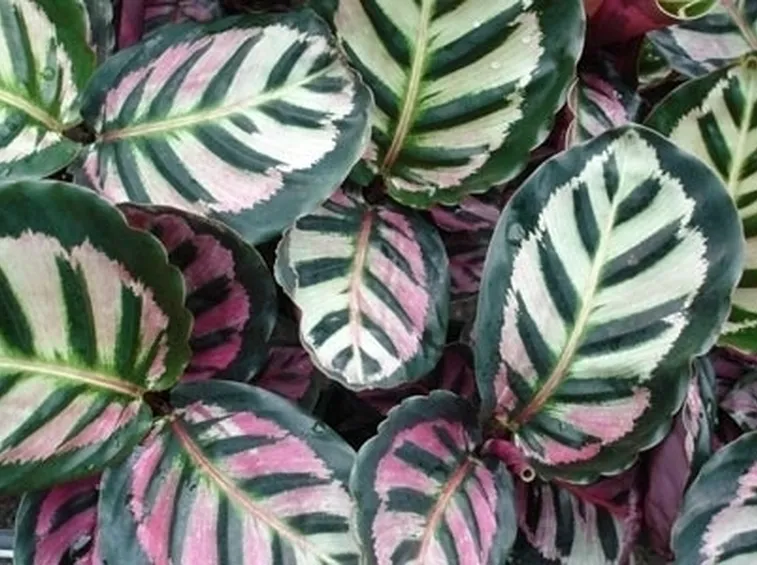 pianta di calathea-1