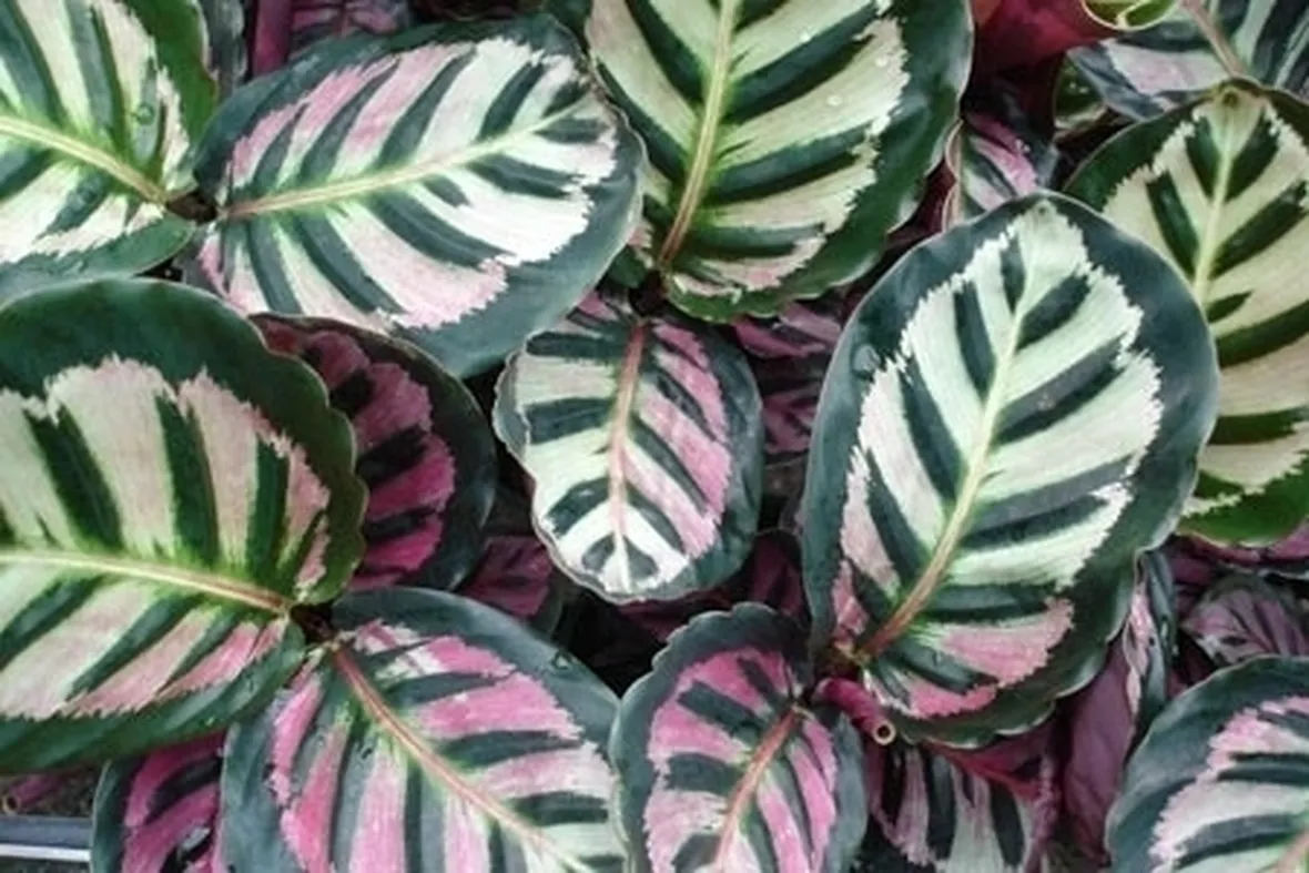 pianta di calathea-1