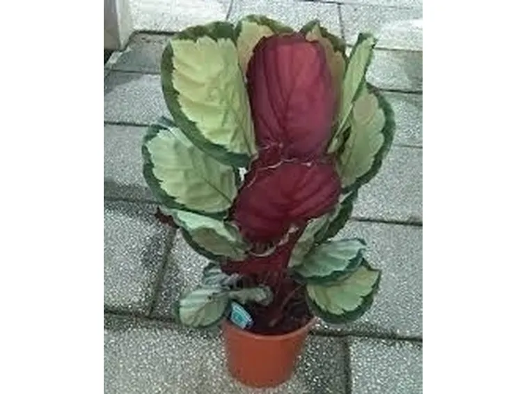 pianta di calathea