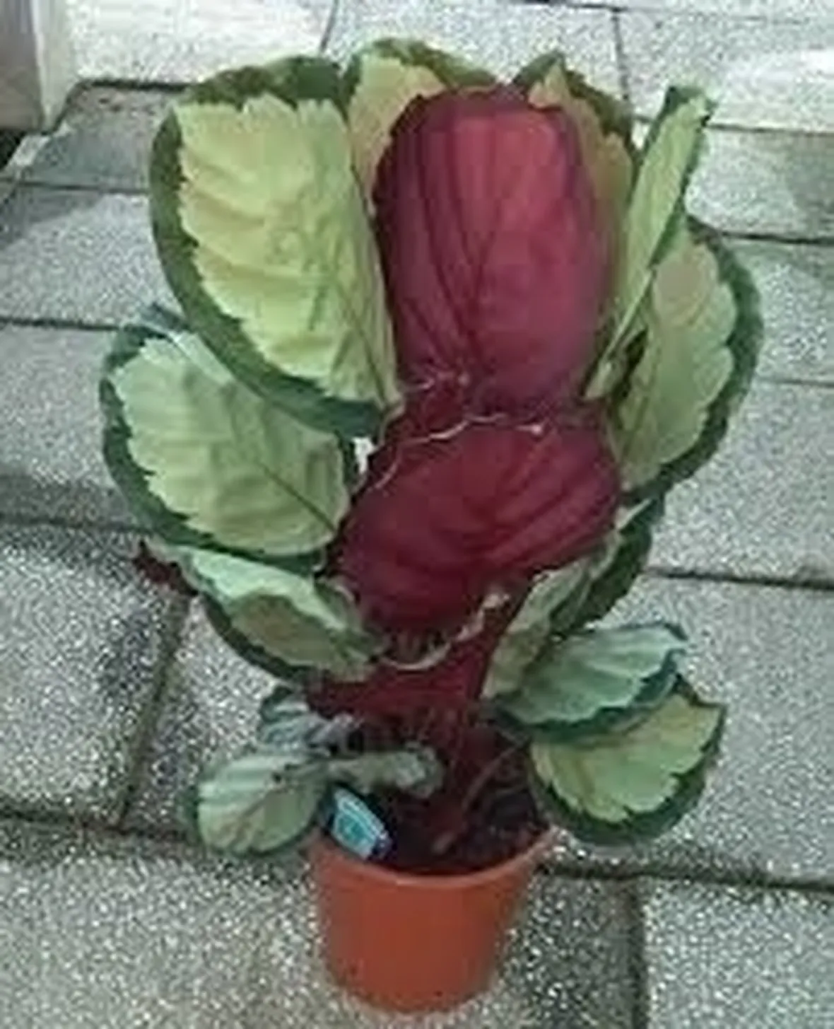 pianta di calathea