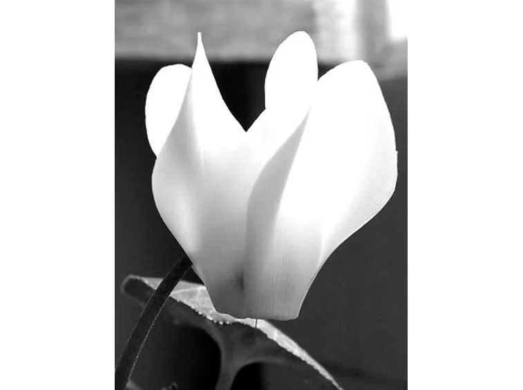 pianta di ciclamnio