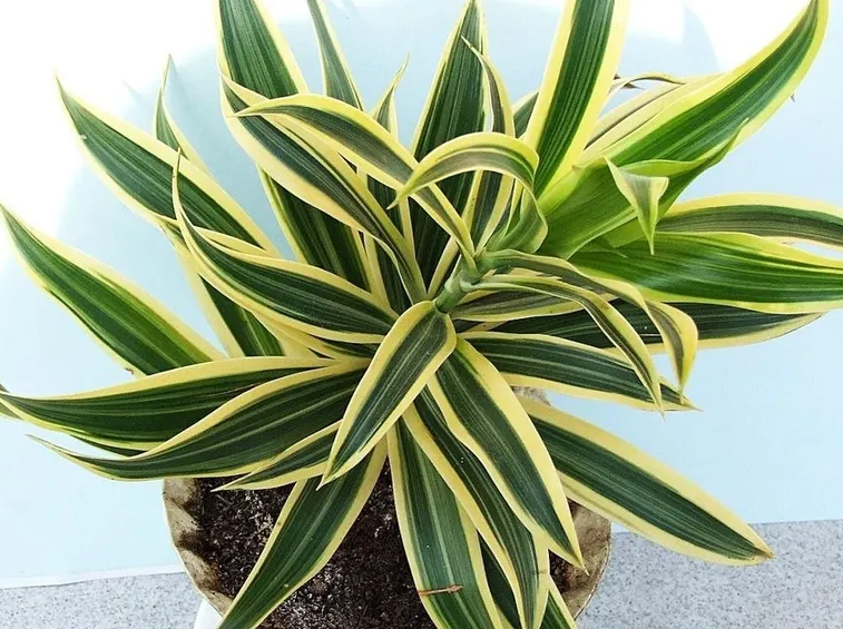 pianta di dracena