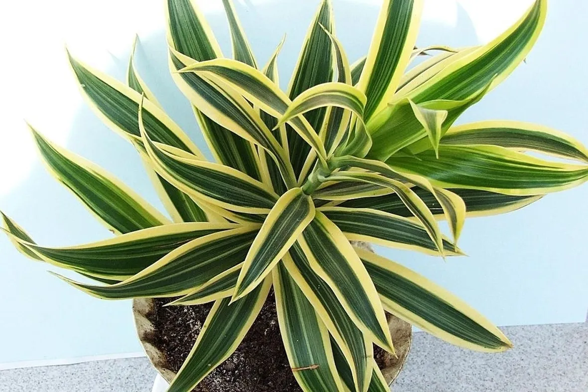 pianta di dracena
