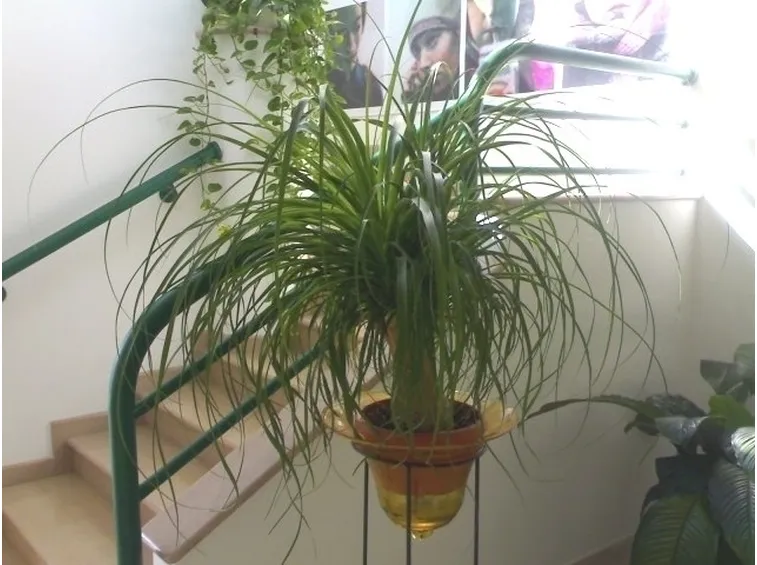 pianta di dracena