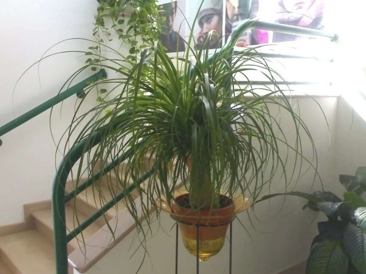 pianta di dracena