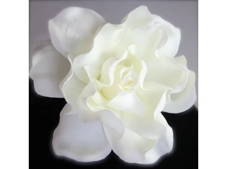pianta di gardenia bianca-1