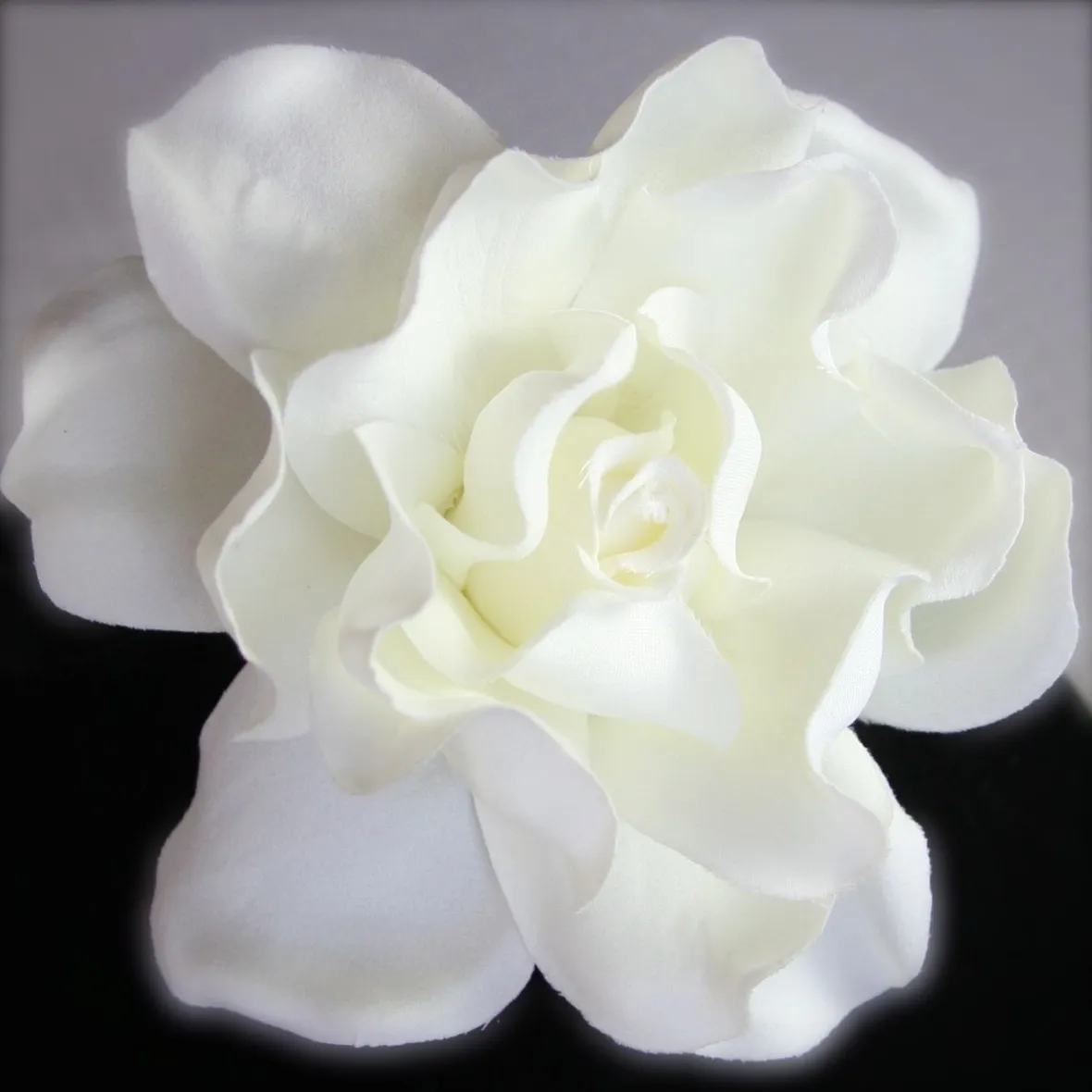 pianta di gardenia bianca-1