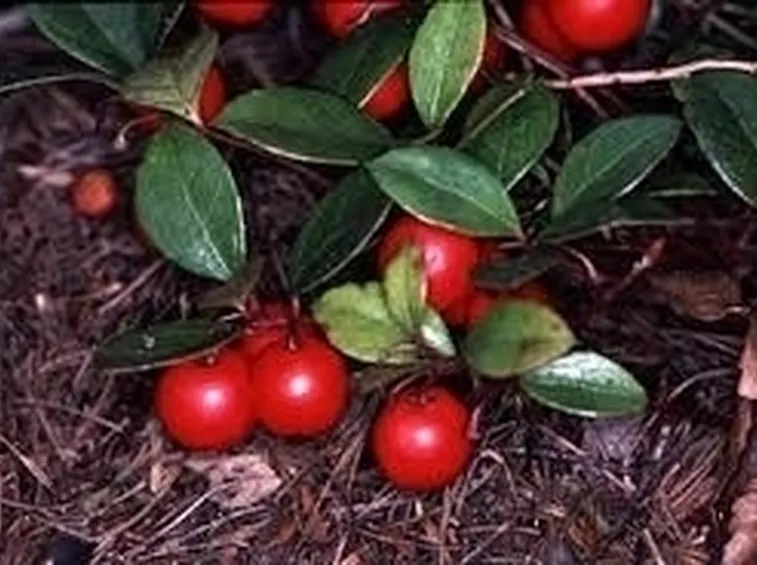 pianta di gauteria
