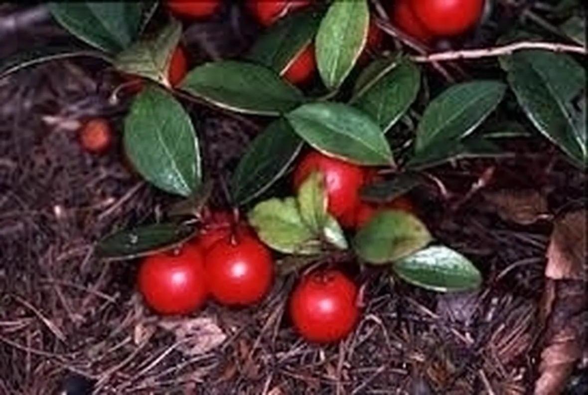 pianta di gauteria