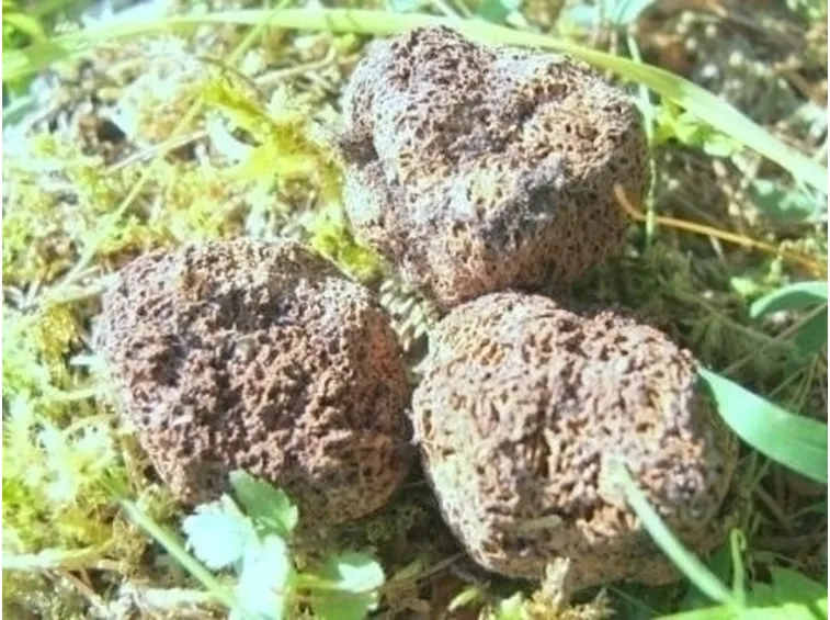 pianta di guateria