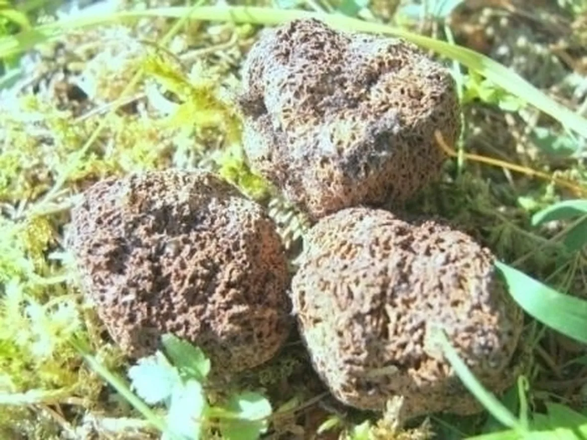 pianta di guateria