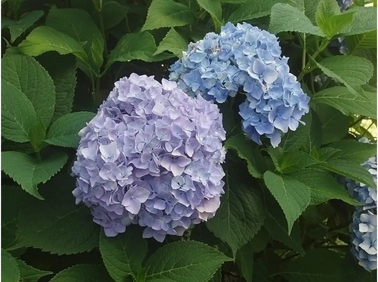 pianta di ortensia blu-1