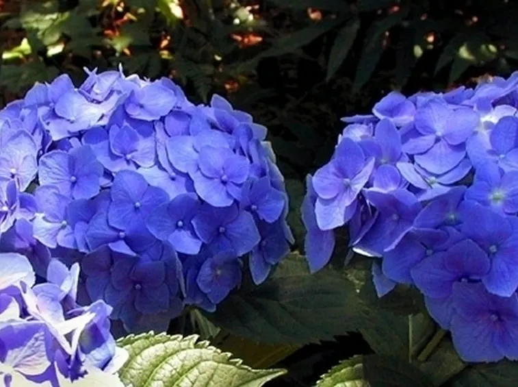 pianta di ortensia blu