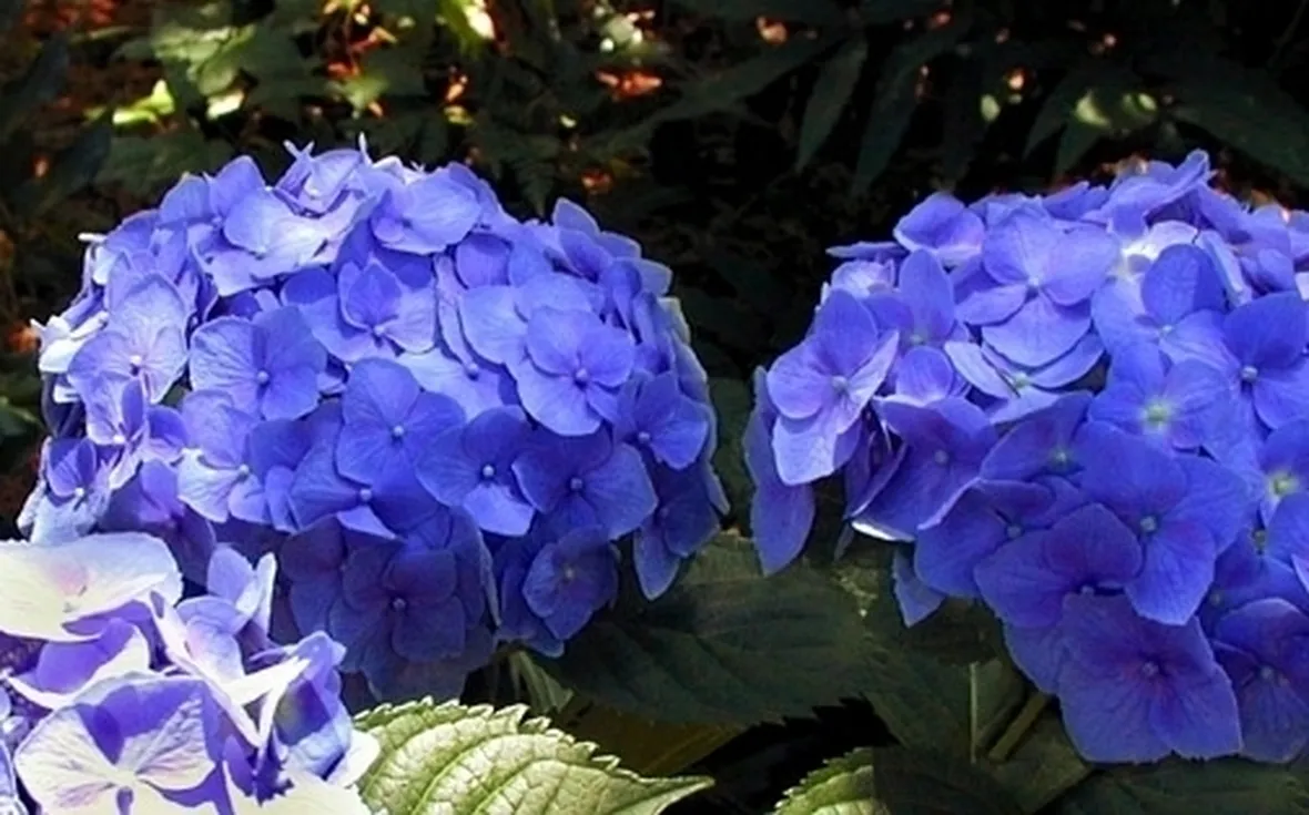 pianta di ortensia blu