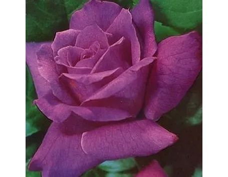 rose viola-1