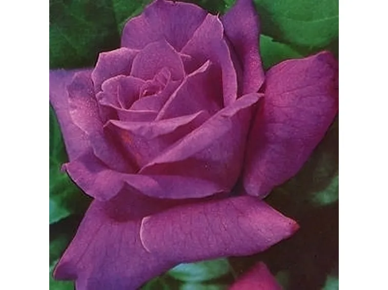 rose viola-1