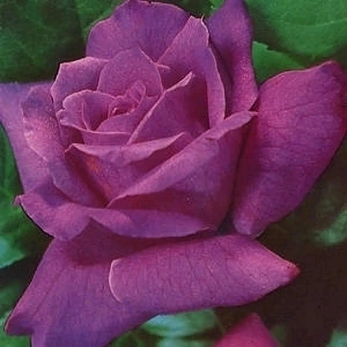 rose viola-1