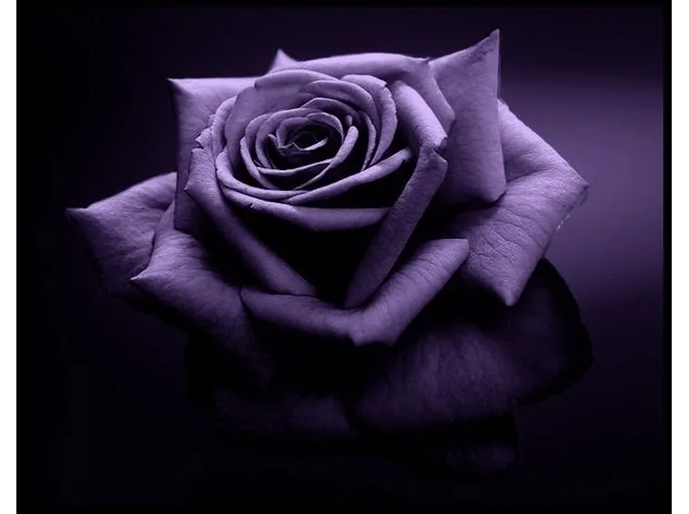 rose viola
