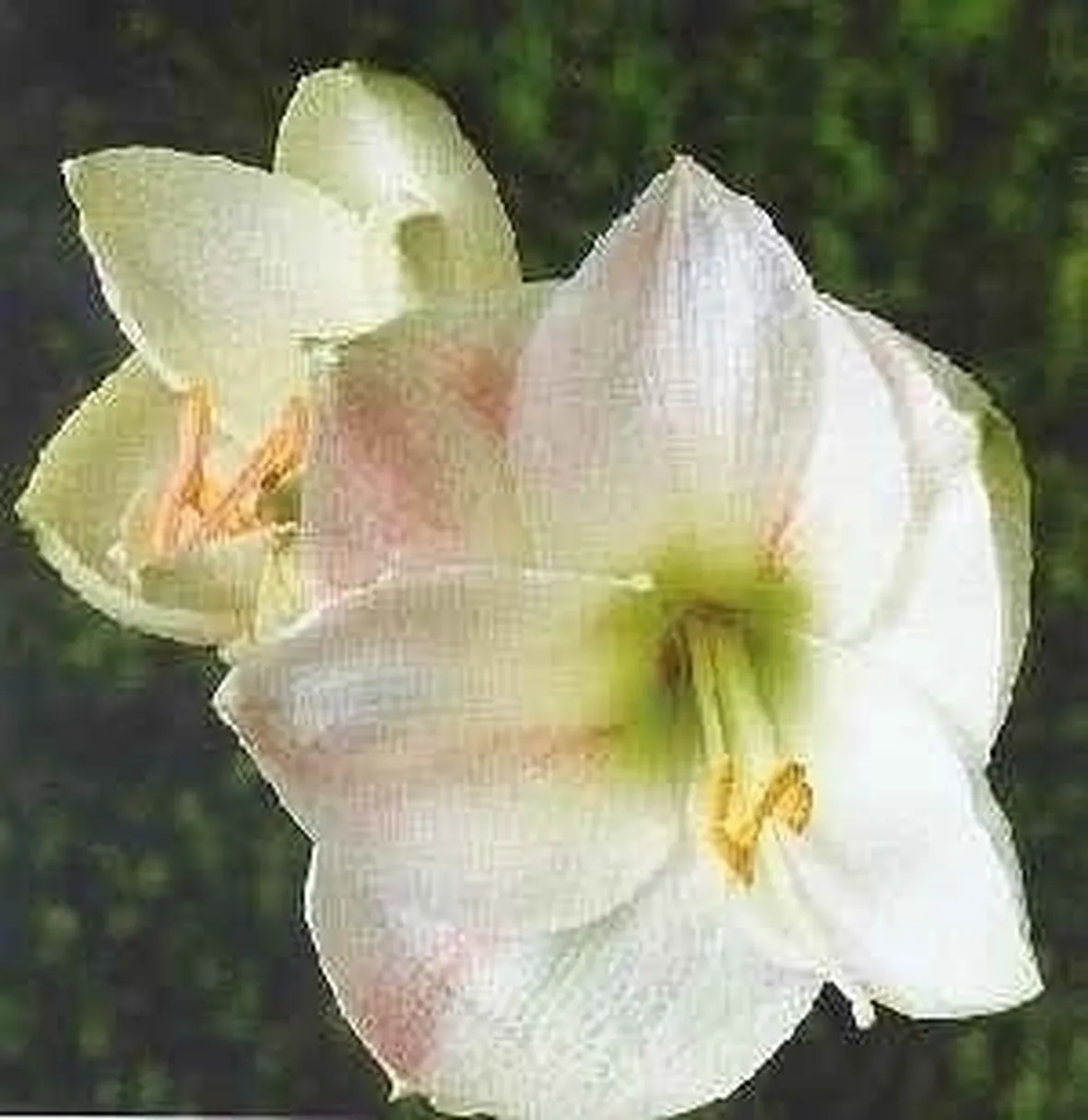 significato fiori amarillis gialle