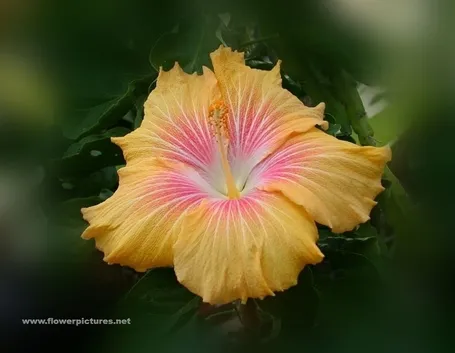 significato fiori ciclamini viola