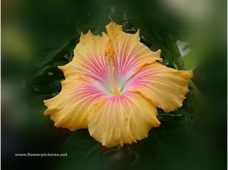 significato fiori ciclamini viola