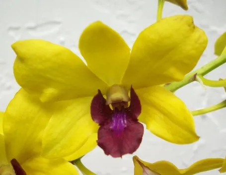 Significato fiori dendrobium gialli