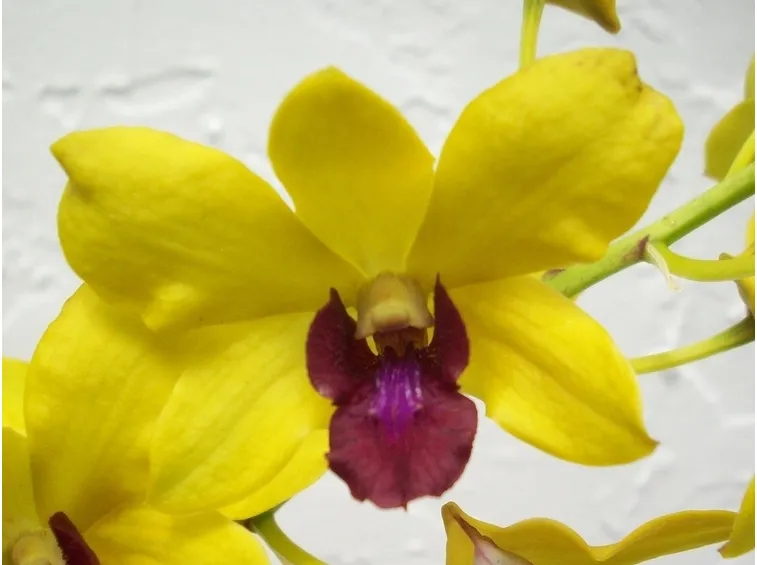 Significato fiori dendrobium gialli