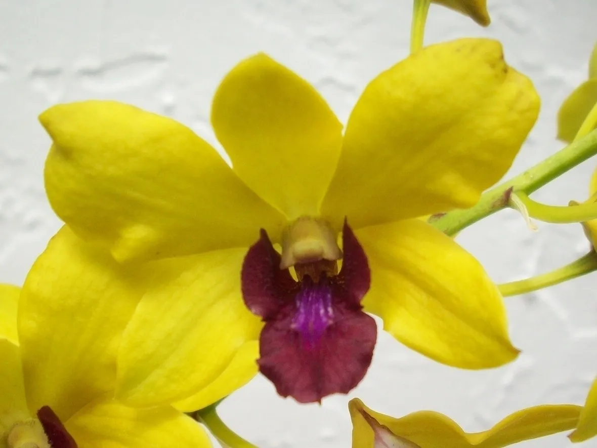Significato fiori dendrobium gialli