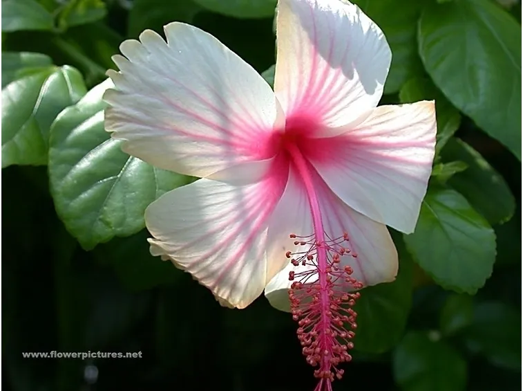 significato fiori endrobium viola