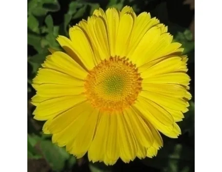 significato fiori gerbere gialle
