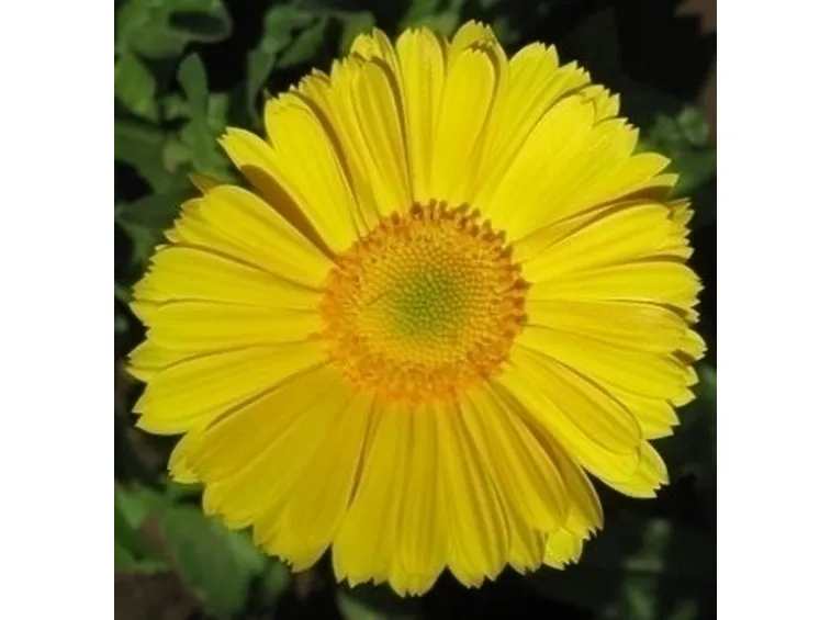 significato fiori gerbere gialle