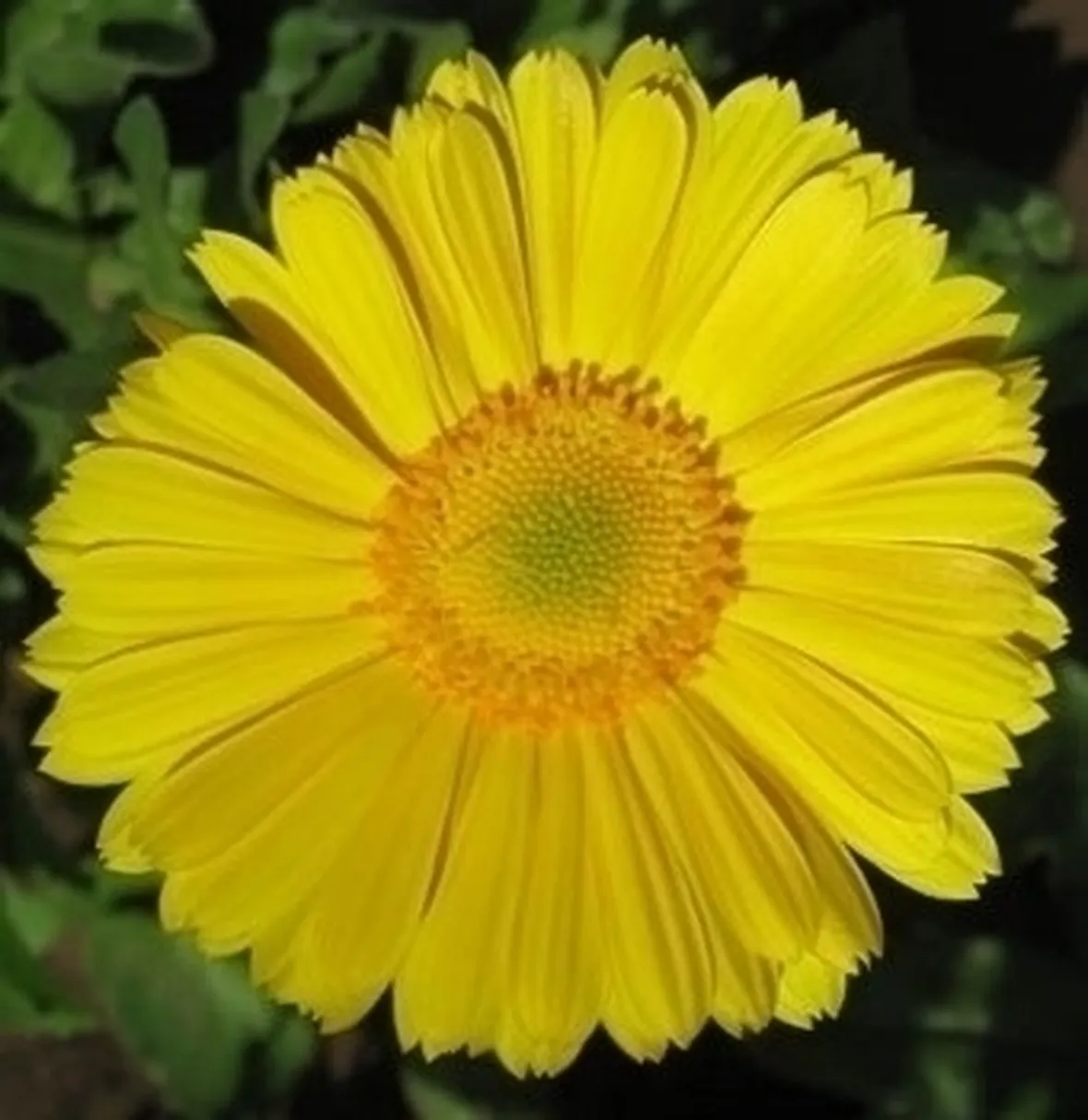 significato fiori gerbere gialle