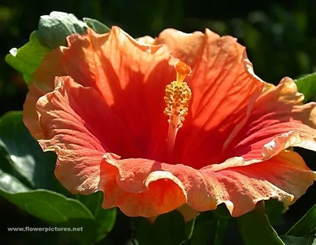 significato fiori gerbere viola