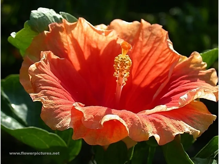 significato fiori gerbere viola