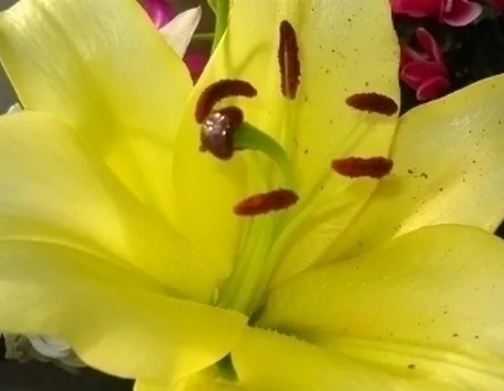 significato fiori lilium gialle